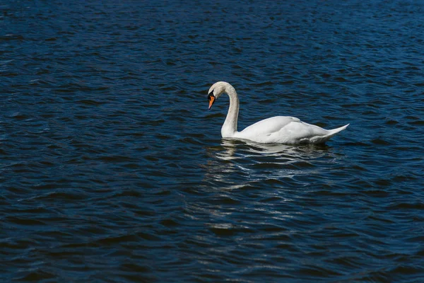 Bonito cisne flutua no lago — Fotografia de Stock