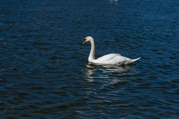 Plave nádherná labuť na jezeře — Stock fotografie