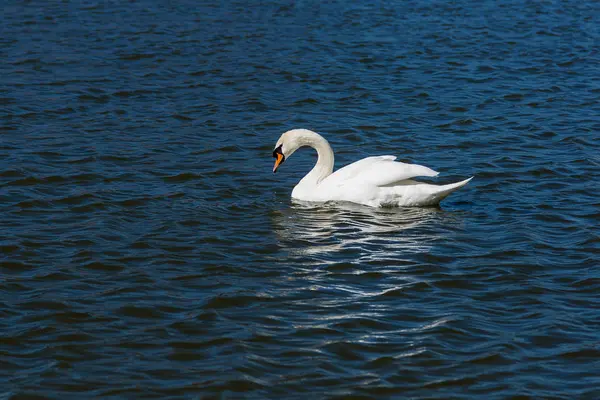 Hermoso cisne flota en el lago — Foto de Stock