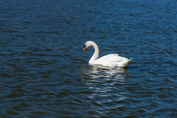 Mooie zwaan drijft op het meer — Stockfoto