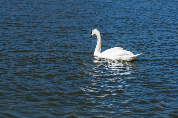 Beautiful swan floats on the lake — Stock Photo, Image