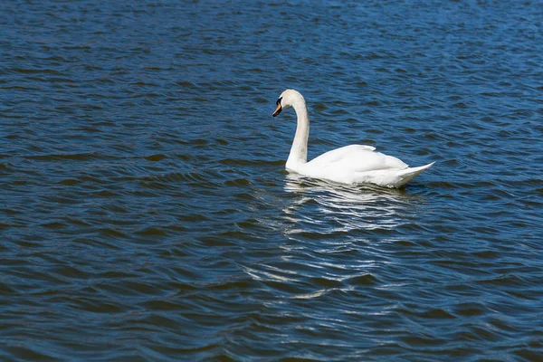 Hermoso cisne flota en el lago — Foto de Stock