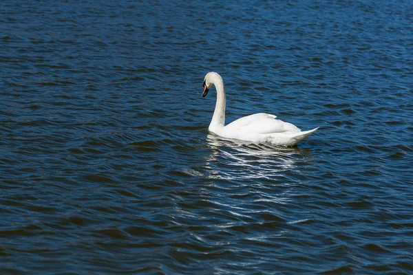 Hermoso cisne flota en el lago — Foto de Stock