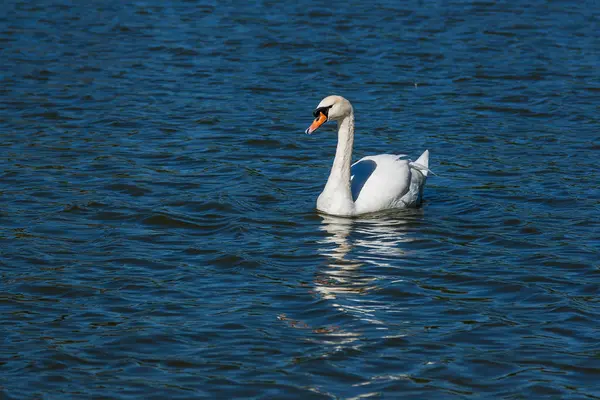 Hermoso cisne flota en el lago — Foto de Stock