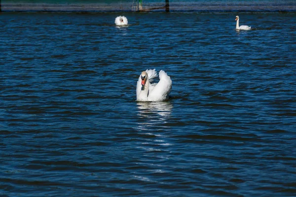 На озере плавает лебедь — стоковое фото