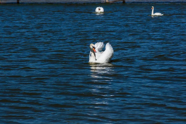 Hermoso cisne flota en el lago —  Fotos de Stock