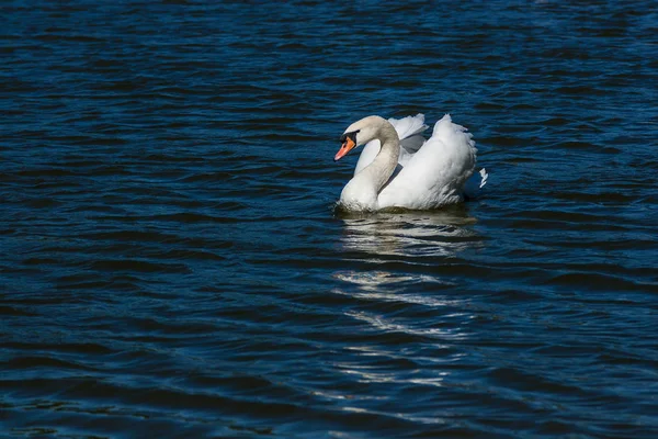 На озере плавает лебедь — стоковое фото
