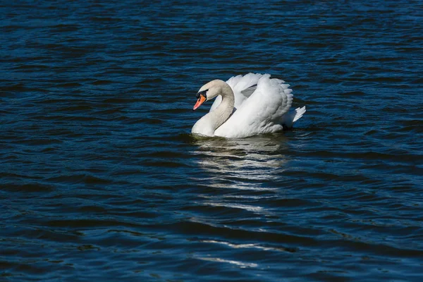 Mooie zwaan drijft op het meer — Stockfoto
