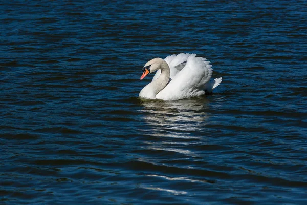 Vackra swan flyter på sjön — Stockfoto