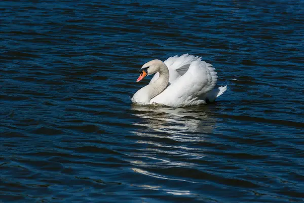 Vackra swan flyter på sjön — Stockfoto