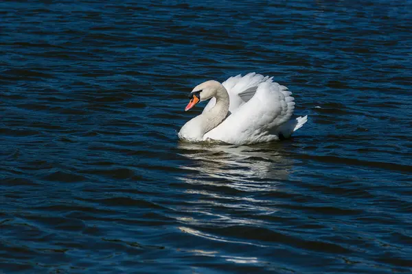 Mooie zwaan drijft op het meer — Stockfoto