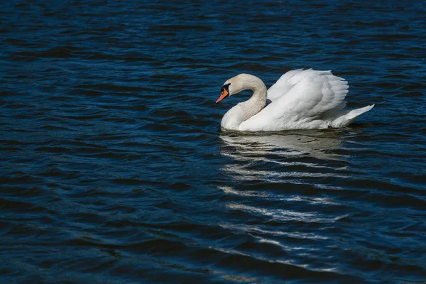 Bonito cisne flutua no lago — Fotografia de Stock