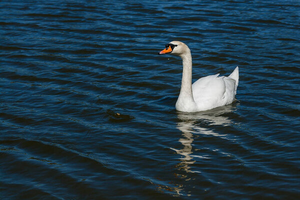 Beautiful swan floats on the lake