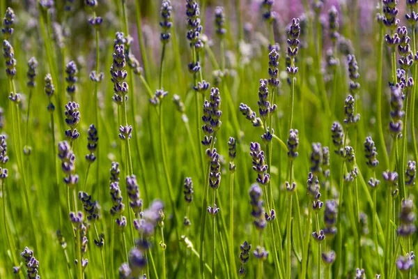 Campo de flores de campo de lilás — Fotografia de Stock