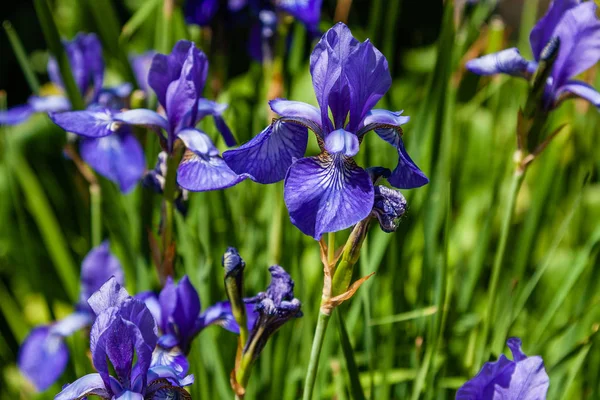 Mooie violet irissen onder het zonlicht — Stockfoto