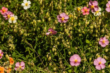 Güzel çiçekler üzerinde arı oturur