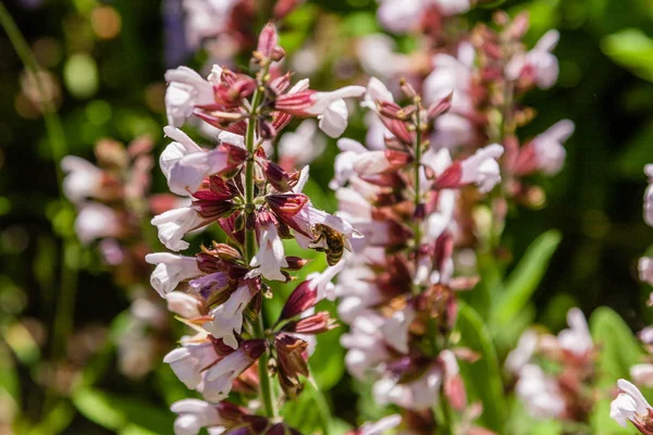 Lindas flores em que a abelha se senta — Fotografia de Stock