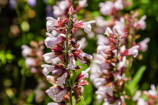 Lindas flores em que a abelha se senta — Fotografia de Stock