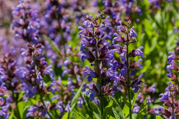 Campo de flores de campo de lilás — Fotografia de Stock