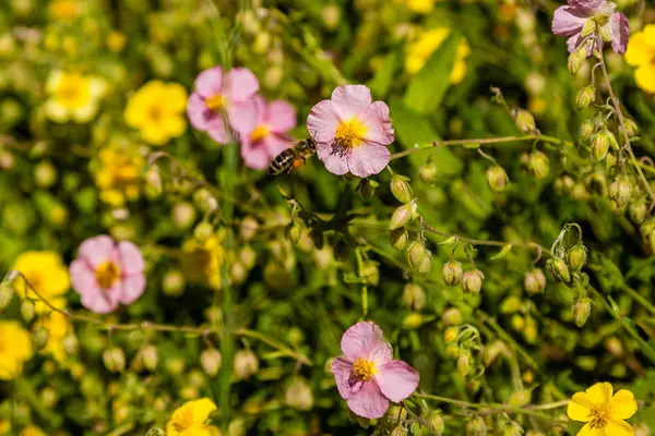 Mooie bloemen die de bijen zit — Stockfoto