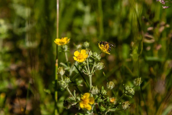 stock image Field yellow flowers on which the bee is sitting