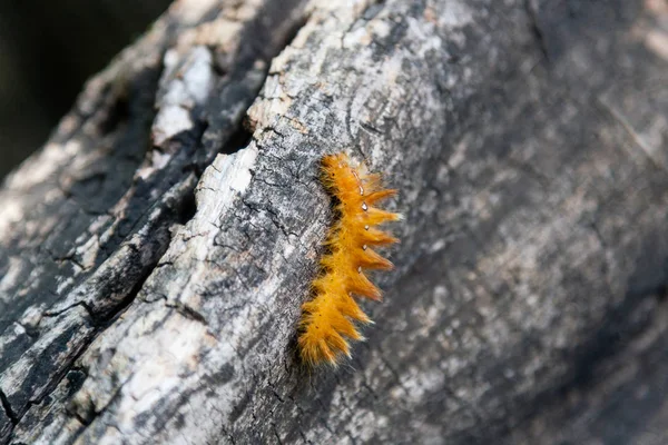 Caterpillar of yellow color with white dots on the back