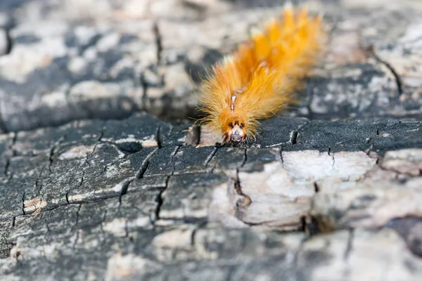 Caterpillar gul färg med vita prickar på baksidan — Stockfoto