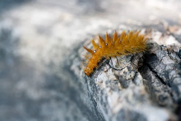 Gelbe Raupe mit weißen Punkten auf dem Rücken — Stockfoto