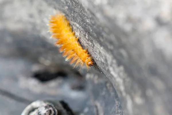 Caterpillar żółty kolor w białe kropki na plecach — Zdjęcie stockowe