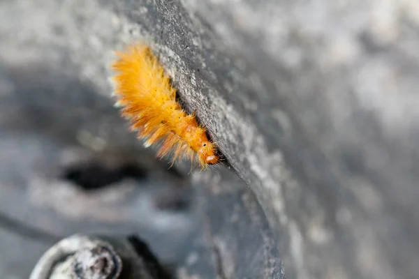 Caterpillar żółty kolor w białe kropki na plecach — Zdjęcie stockowe