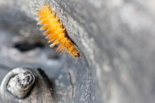 Oruga de color amarillo con puntos blancos en la parte posterior —  Fotos de Stock