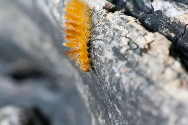 Caterpillar of yellow color with white dots on the back — Stock Photo, Image