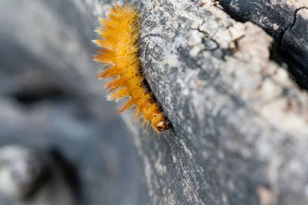 背中に白のドットの黄色の色の毛虫 — ストック写真