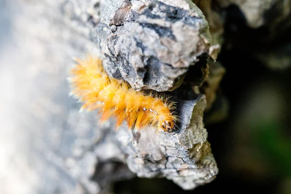 Gelbe Raupe mit weißen Punkten auf dem Rücken — Stockfoto