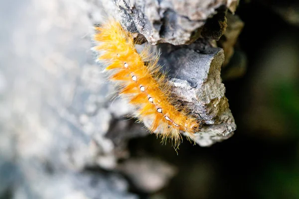 Caterpillar arkadaki beyaz noktalı sarı renk