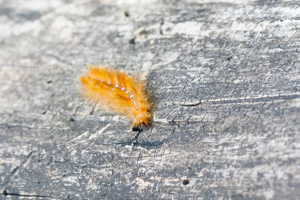 Caterpillar arkadaki beyaz noktalı sarı renk