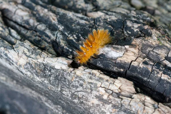 Caterpillar of yellow color with white dots on the back