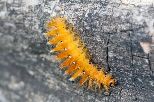 Caterpillar gul färg med vita prickar på baksidan — Stockfoto