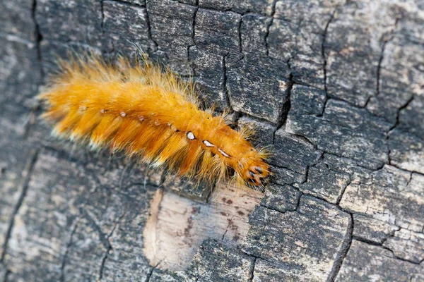 Caterpillar żółty kolor w białe kropki na plecach — Zdjęcie stockowe