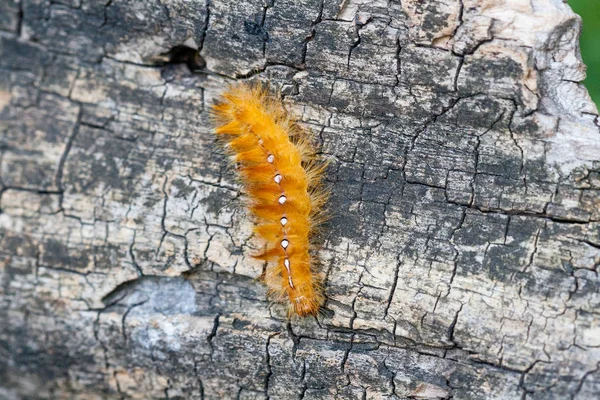 Caterpillar gul färg med vita prickar på baksidan — Stockfoto