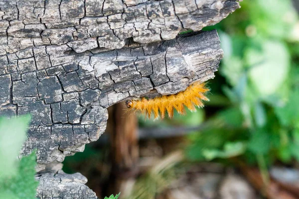 Oruga de color amarillo con puntos blancos en la parte posterior —  Fotos de Stock