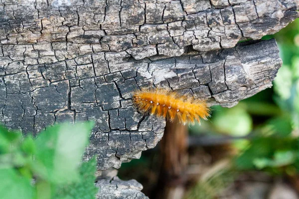 Caterpillar of yellow color with white dots on the back