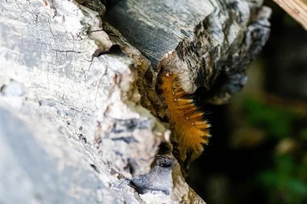 Caterpillar of yellow color with white dots on the back