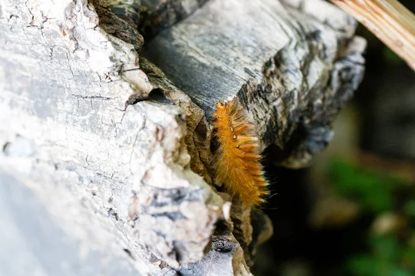 Caterpillar arkadaki beyaz noktalı sarı renk