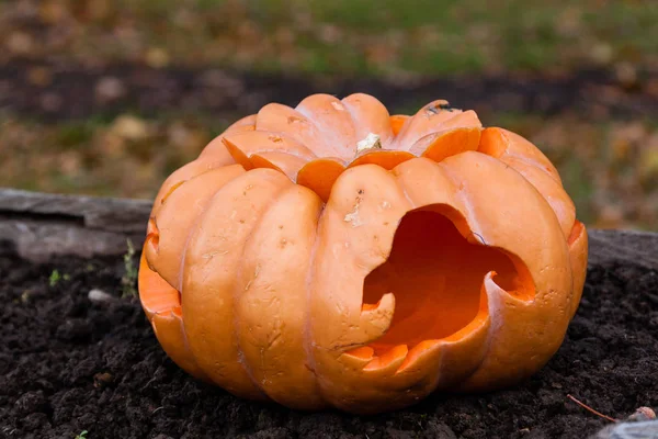 Oyma ve boyalı Cadılar Bayramı Balkabağı