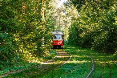 Tramvay ve renkli ormandaki tramvay rayları