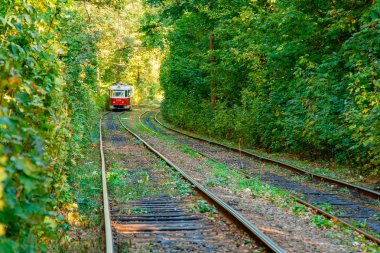 Tramvay ve renkli ormandaki tramvay rayları