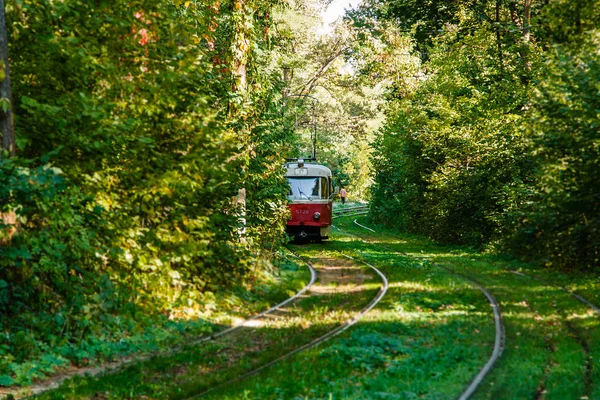 Tram and tram rails in colorful forest — Stock Photo, Image