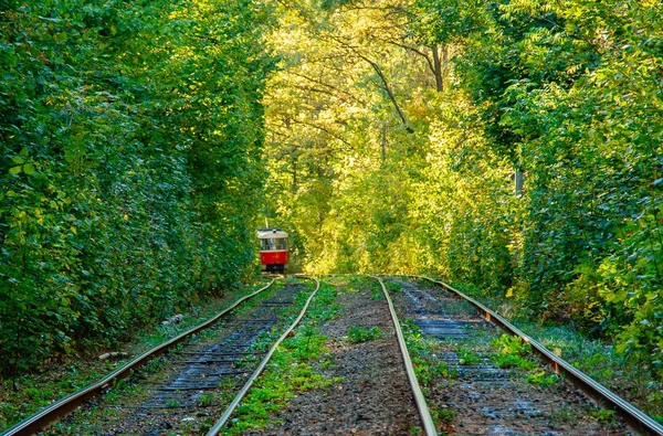 Tram and tram rails in colorful forest — Stock Photo, Image