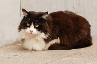 Yeşil gözlü güzel kedi.